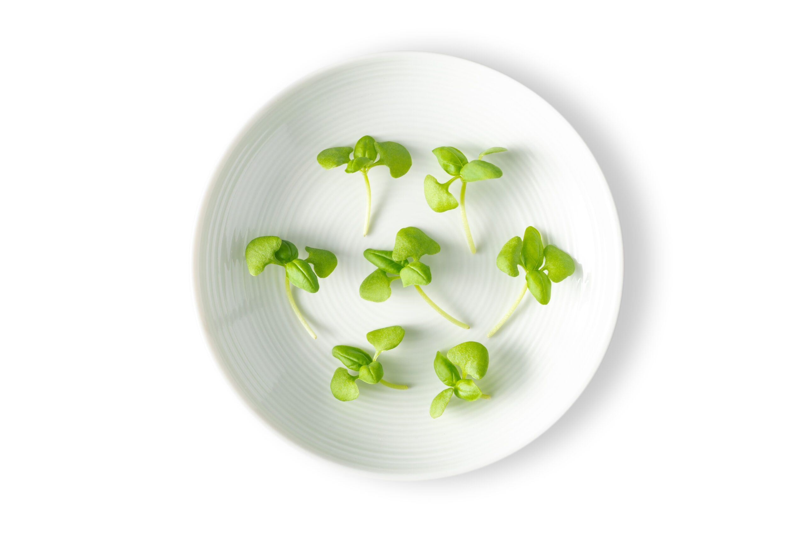 Micro Basil Italian