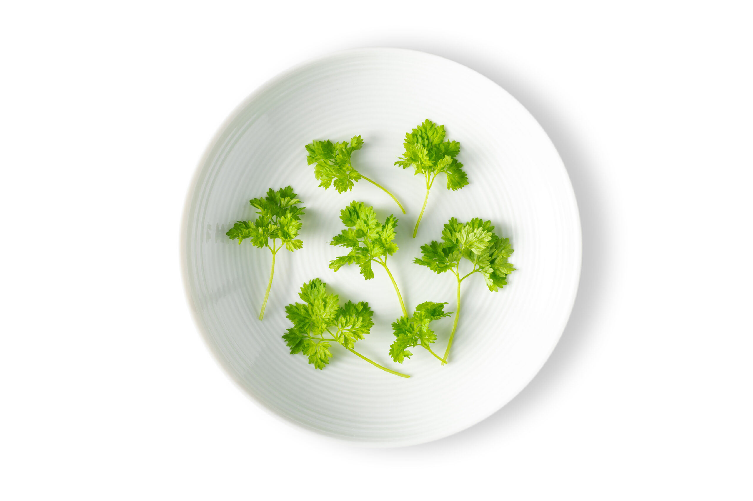Micro Chervil