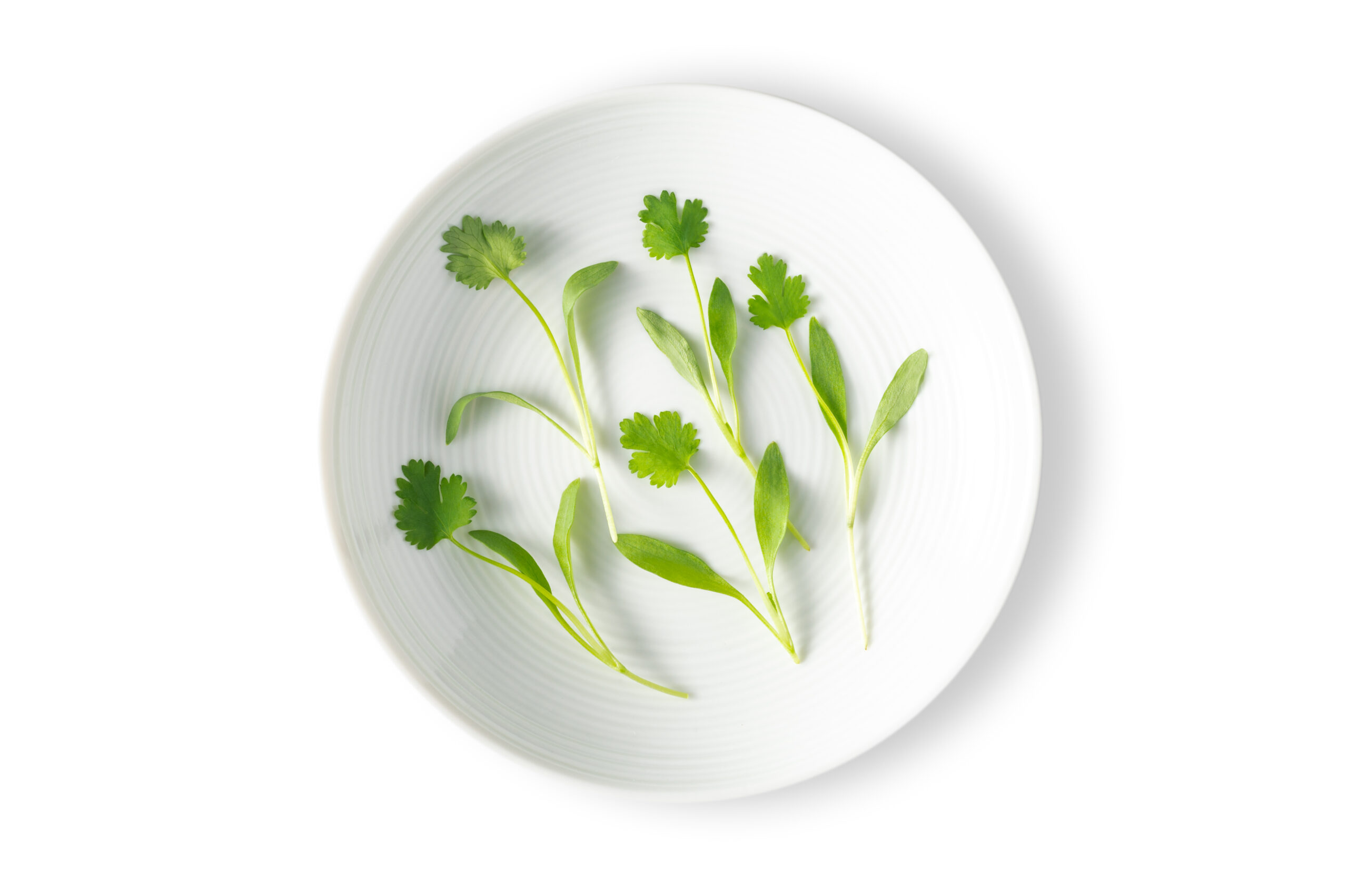 Micro Cilantro