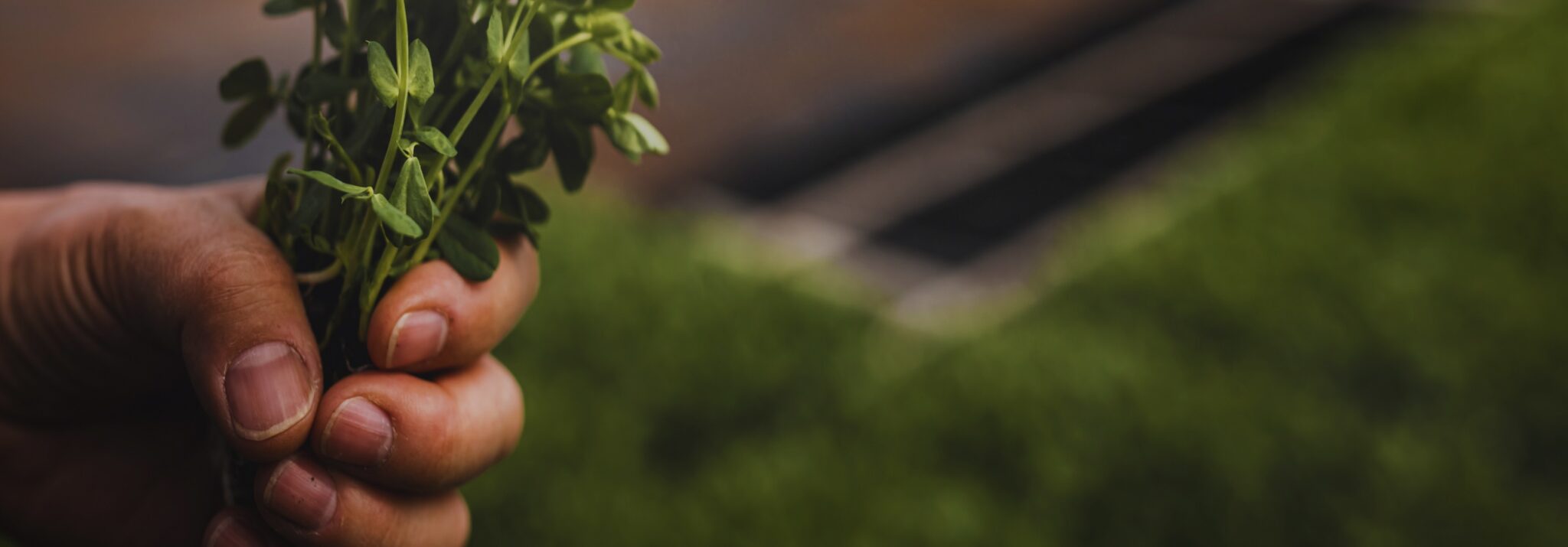 About Us - Fresh Origins