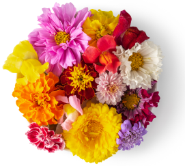 Edible Flowers