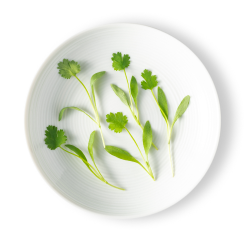 Micro Cilantro