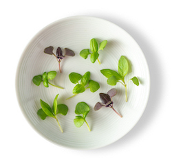 Micro Basil Mix™