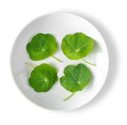 Petite® Nasturtium Leaf