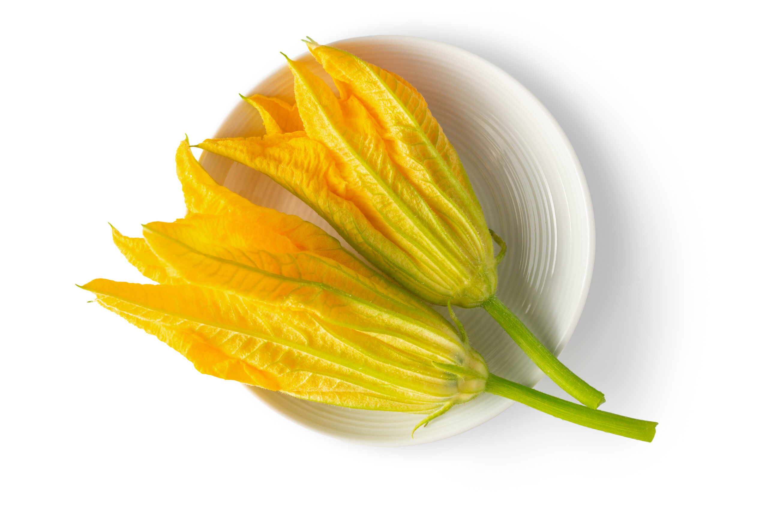 Squash Blossom