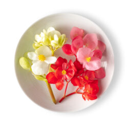 Begonia Flower Mix