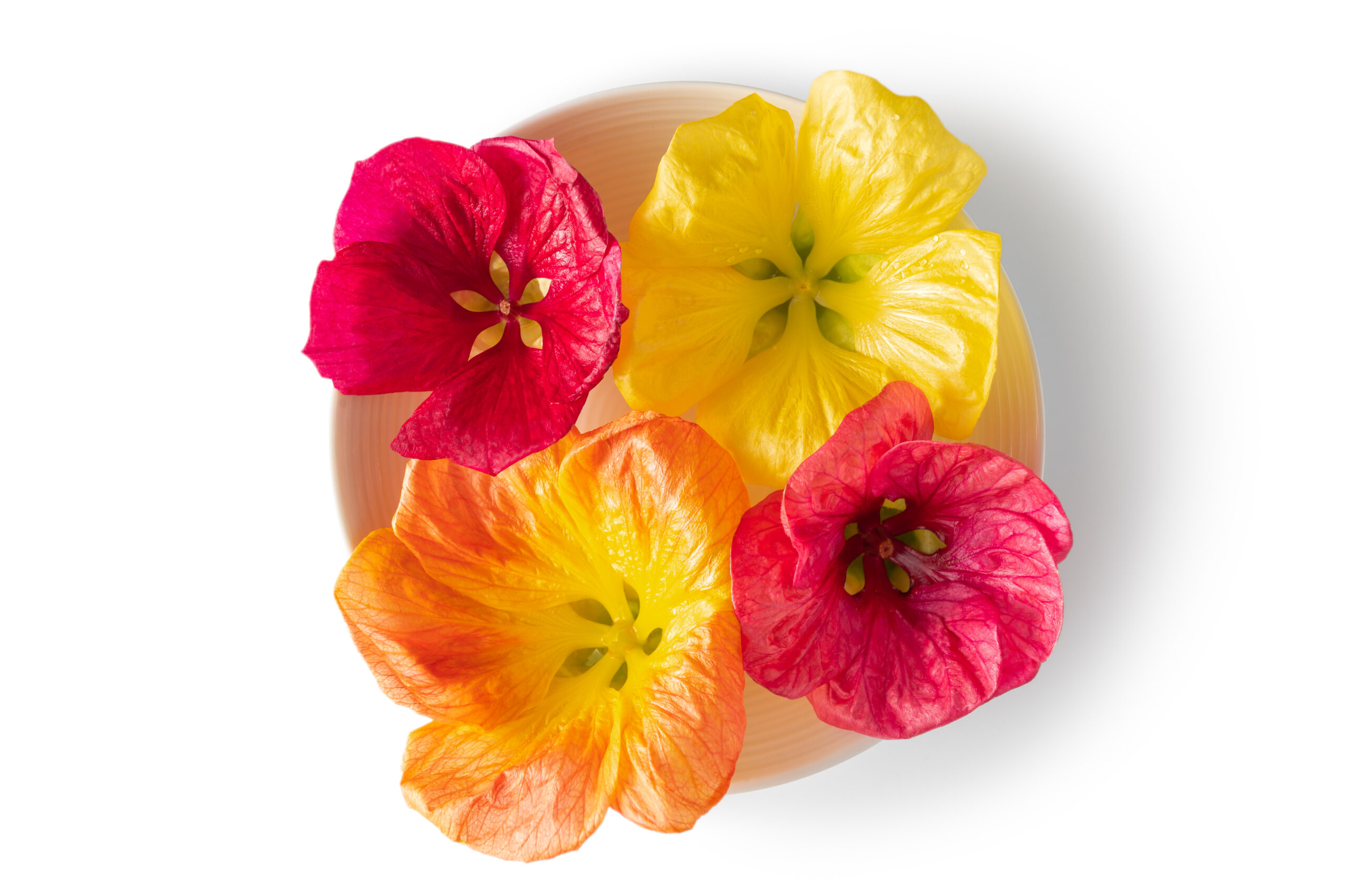Hibiscus Flower