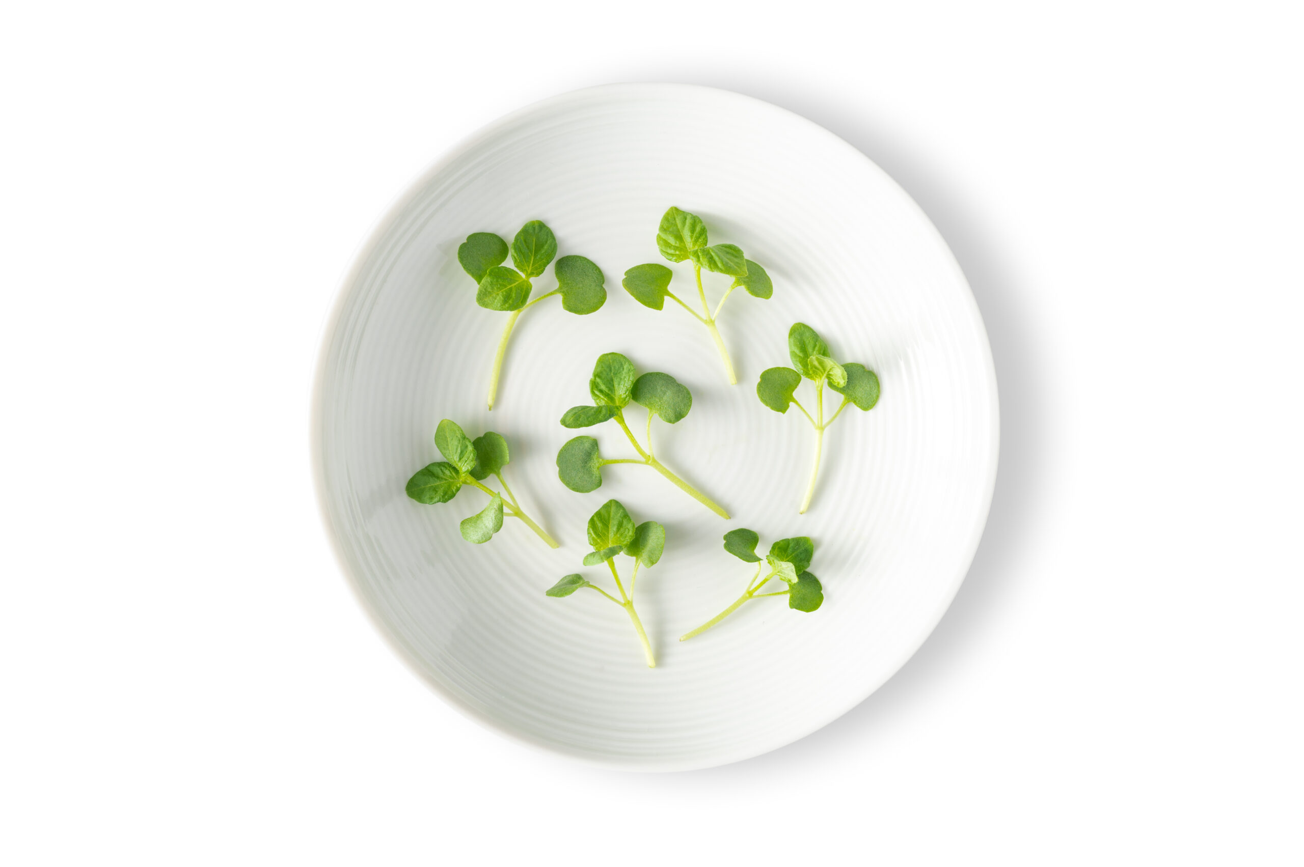 Micro Shiso Green - Fresh Origins