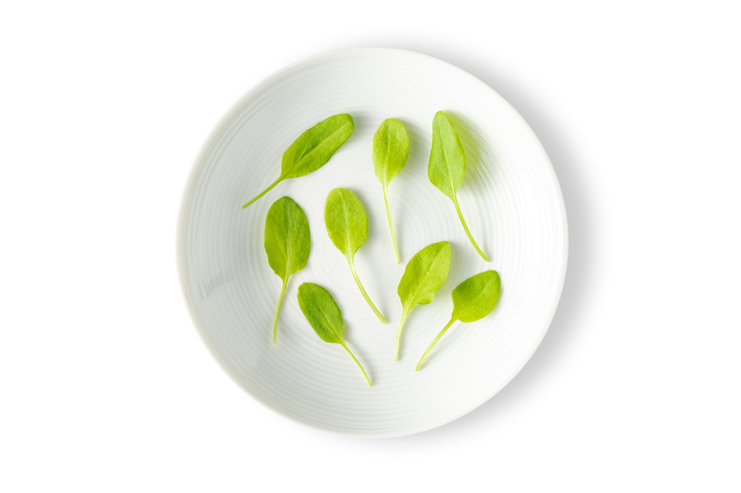 Micro Sorrel