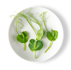 Petite® Pea with Tendril™