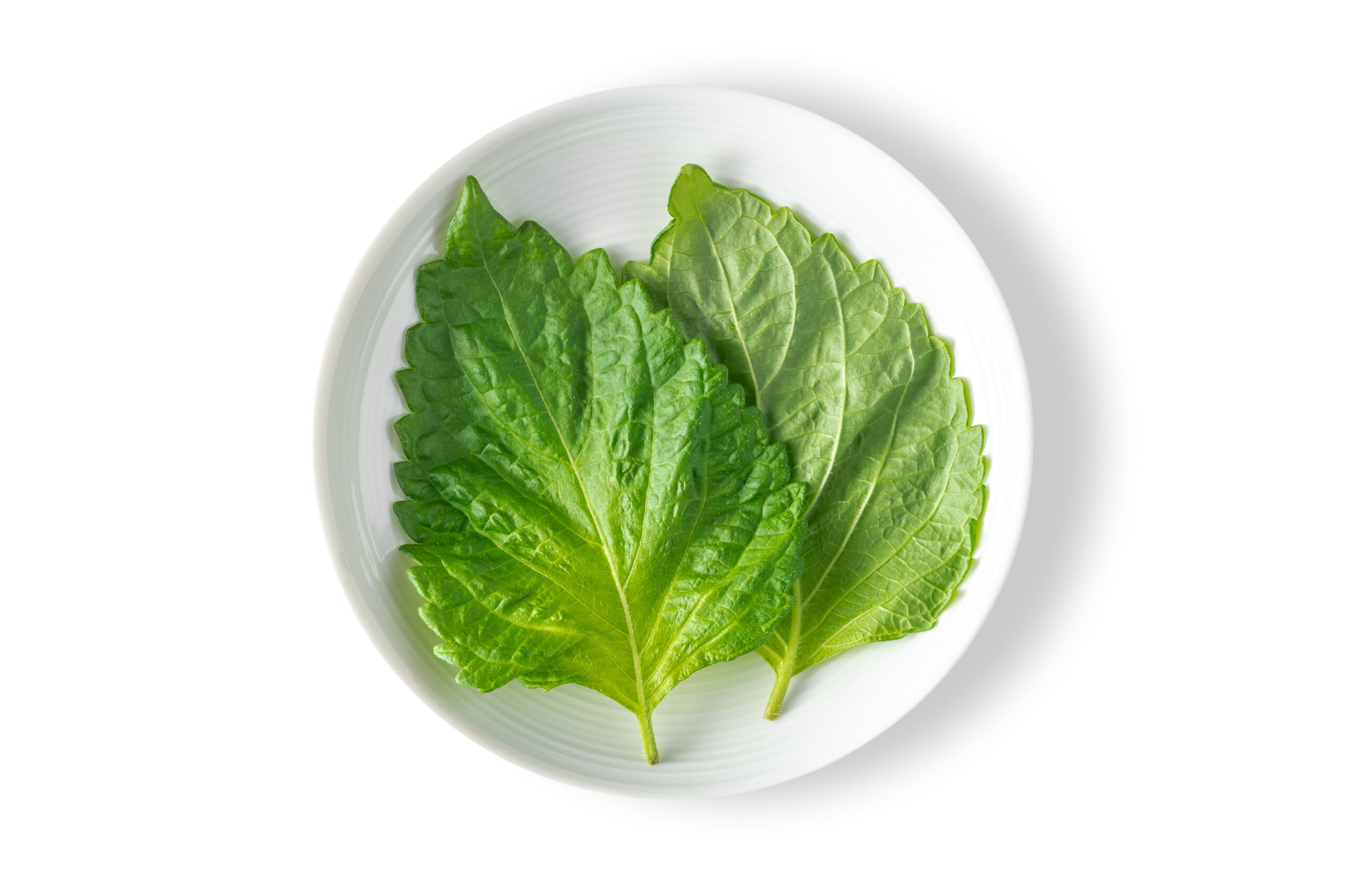 Shiso Green Leaf