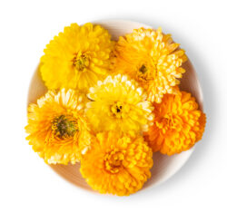 Calendula