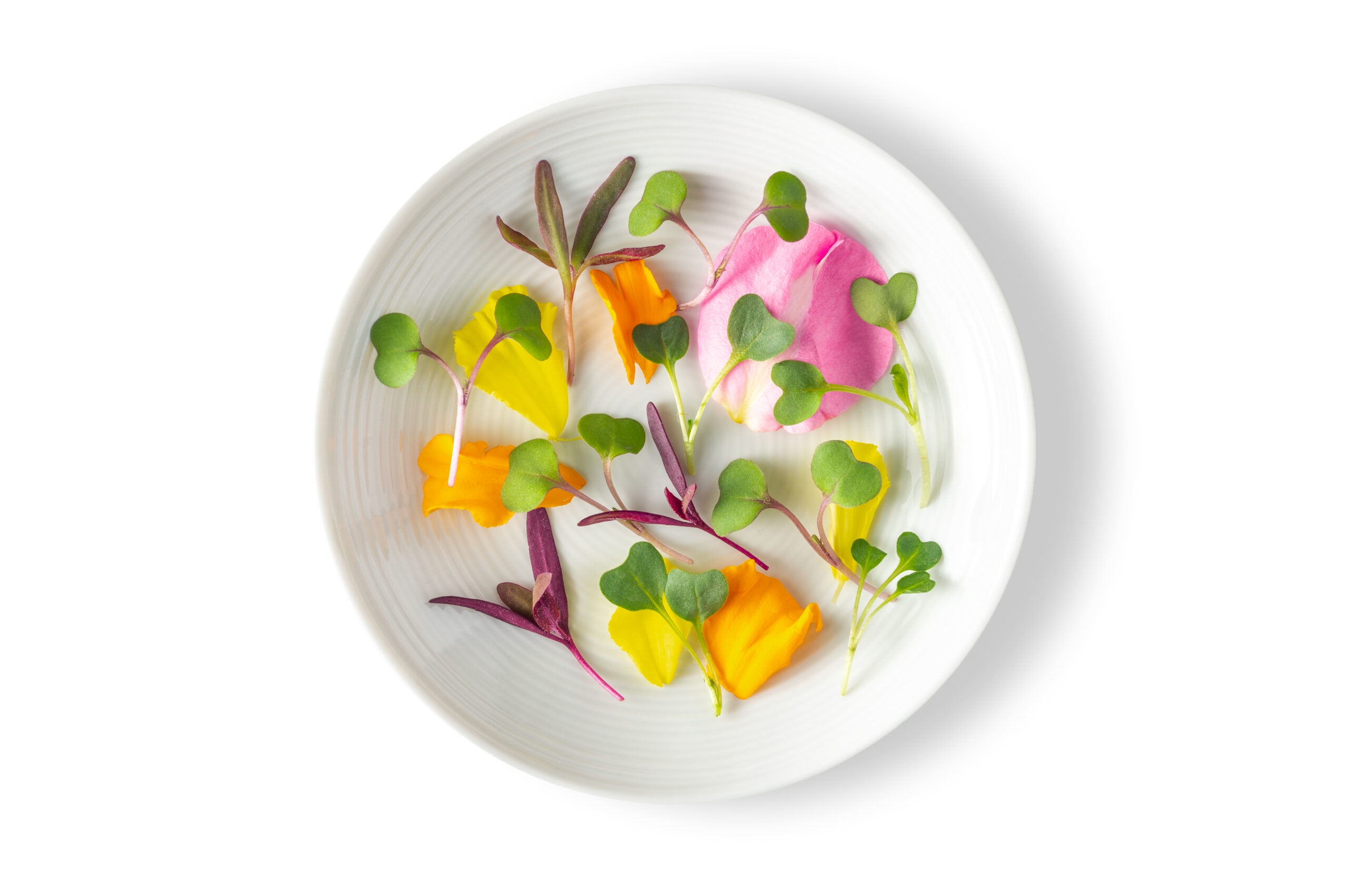 Micro Chef’s Blend