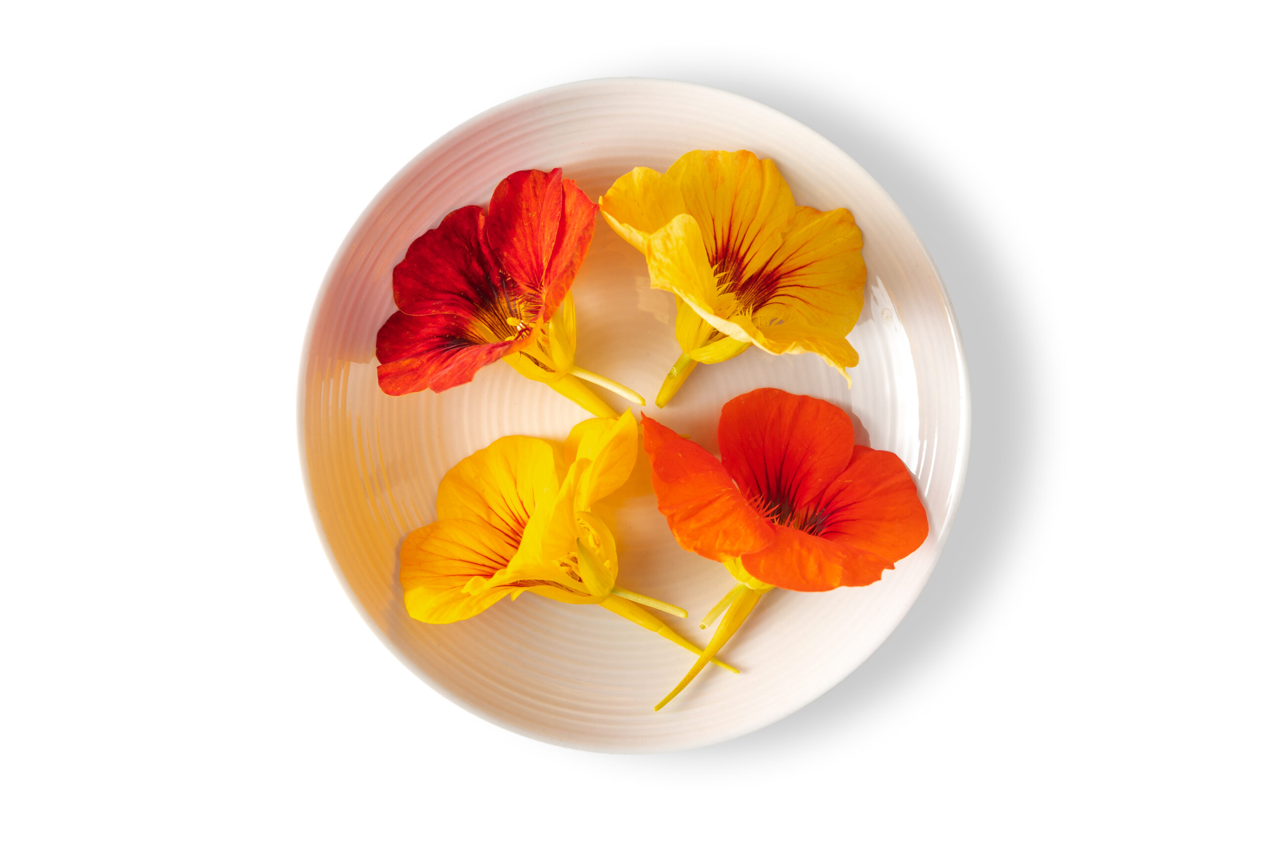 Nasturtium Flower