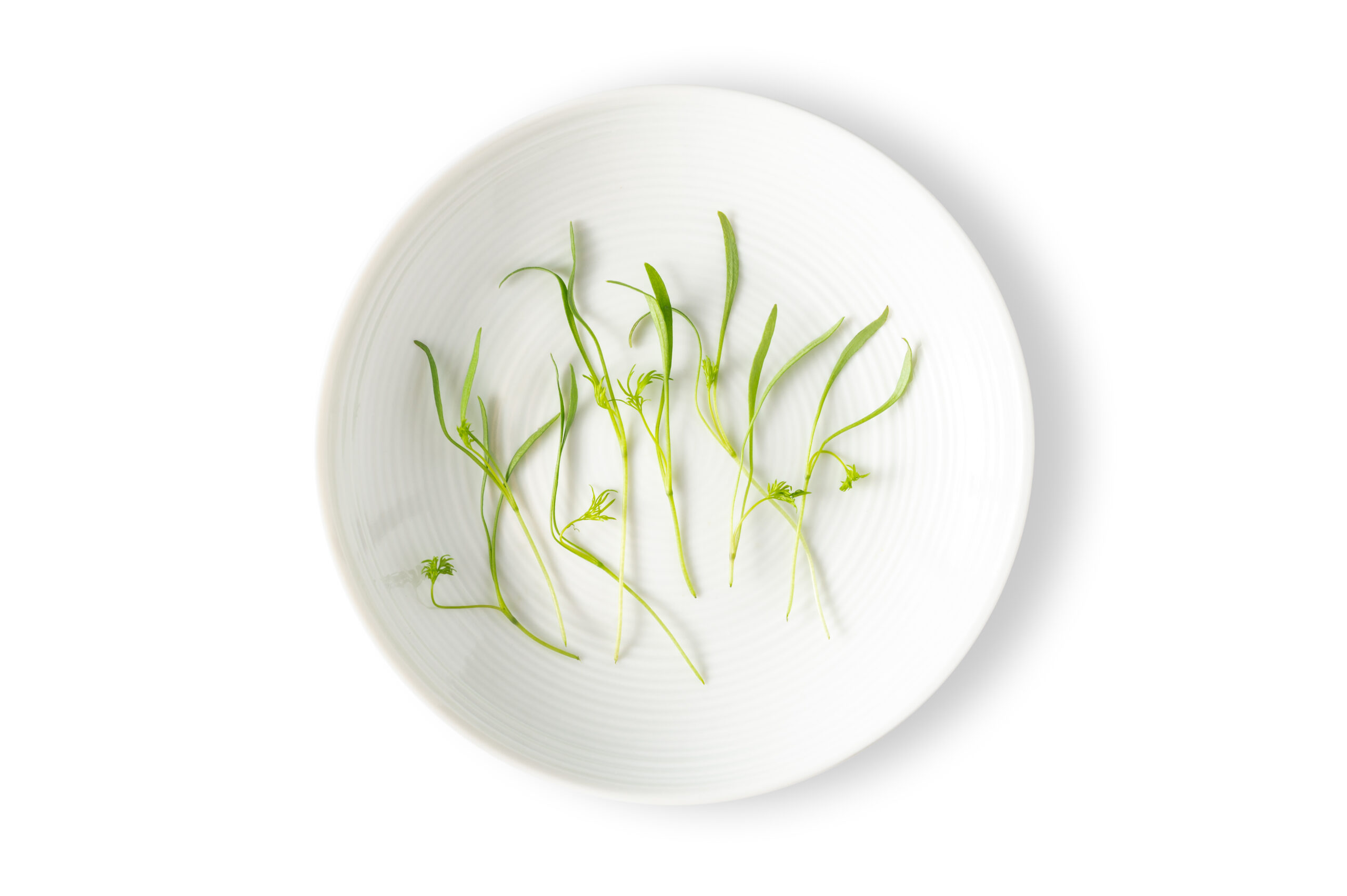 Micro Dill